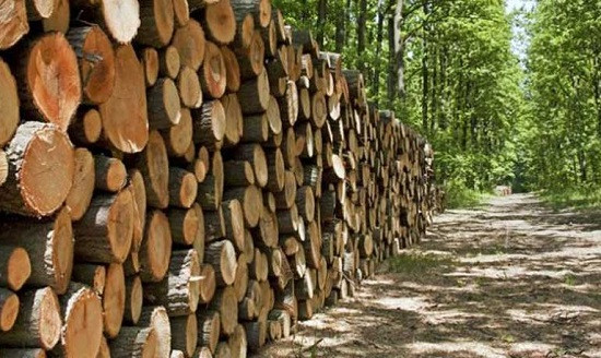 Lâm sản là gì? Quy định về việc khai thác lâm sản theo Luật Lâm nghiệp