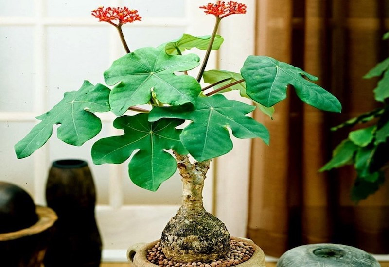 cây ngô đồng