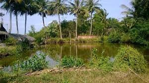 quyền sử dụng đất ao