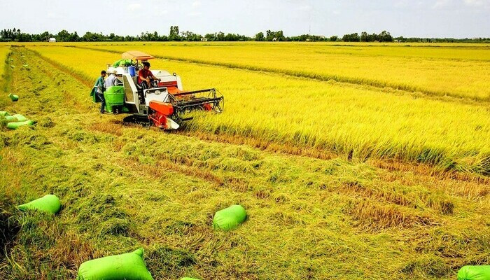 thế chấp đất trồng lúa