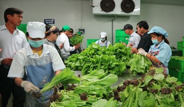 Điều kiện an toàn vệ sinh thực phẩm cho cở sở chế biến rau củ quả