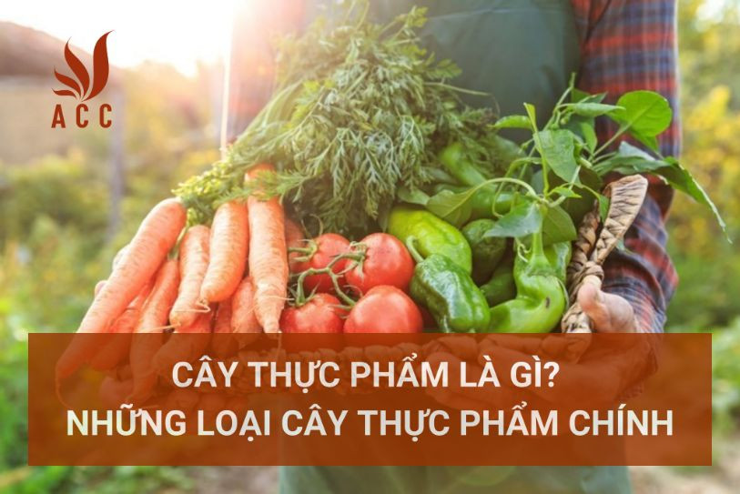 cay-thuc-pham-la-gi-nhung-loai-cay-thuc-pham-chinh