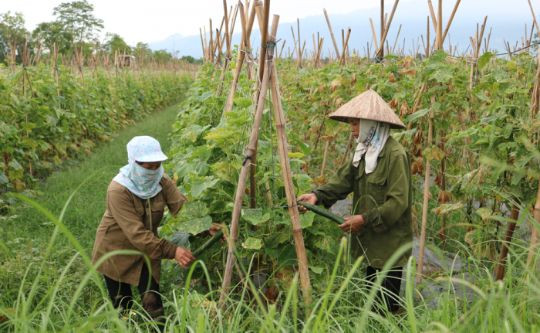 Kiểm soát an toàn thực phẩm trong lĩnh vực nông nghiệp