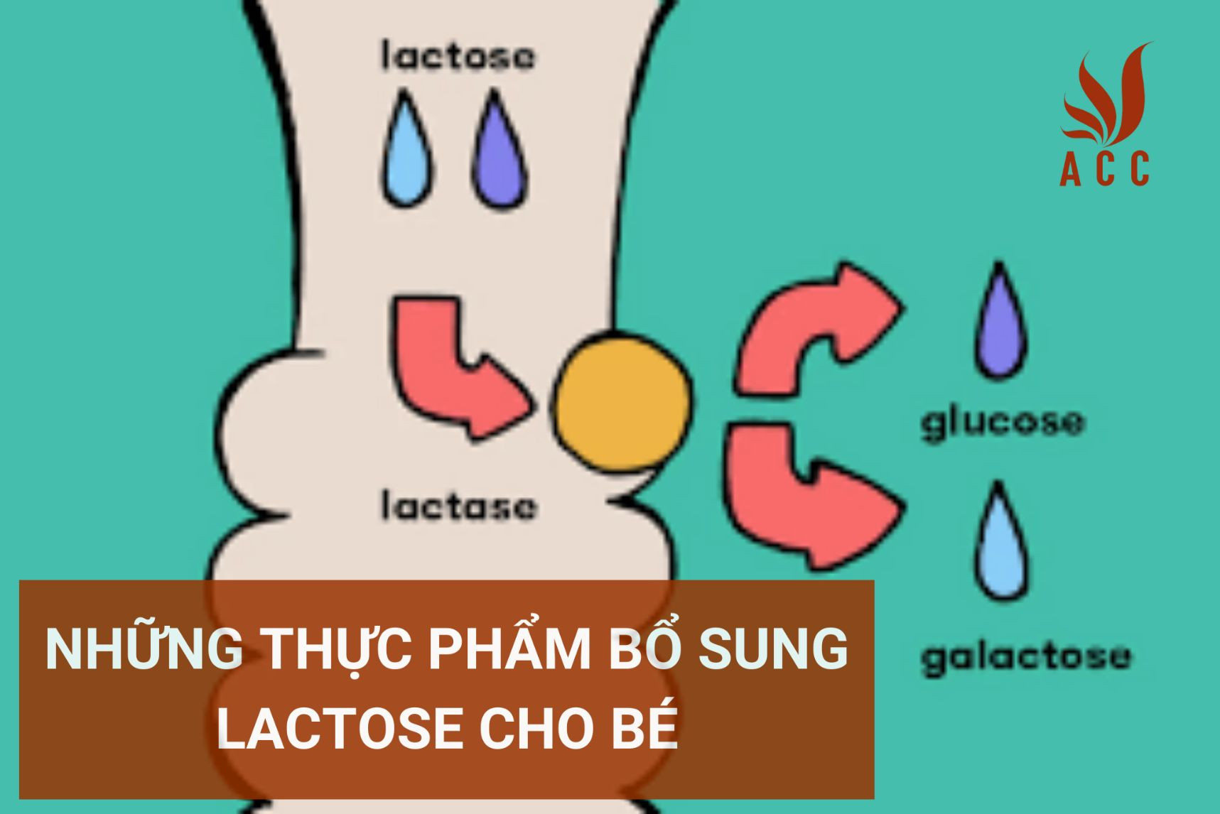 nhung-thuc-pham-bo-sung-lactose-cho-be