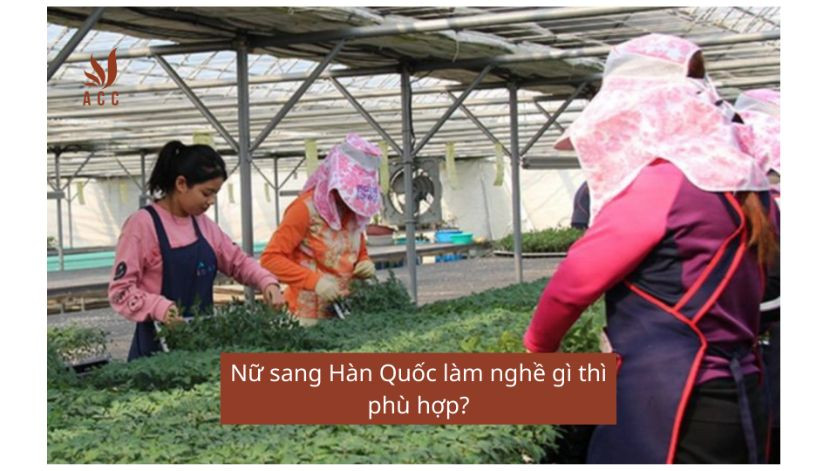 Nữ sang Hàn Quốc làm nghề gì thì phù hợp?