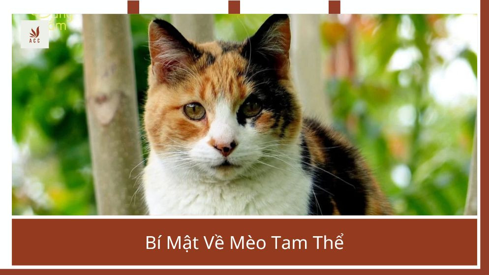 Bí Mật Về Mèo Tam Thể