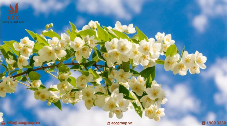 Mẫu hợp đồng mua bán hoa tươi