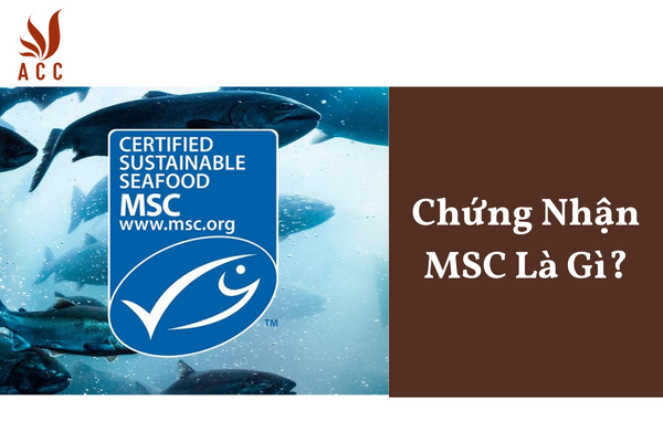 Chứng Nhận MSC Là Gì?