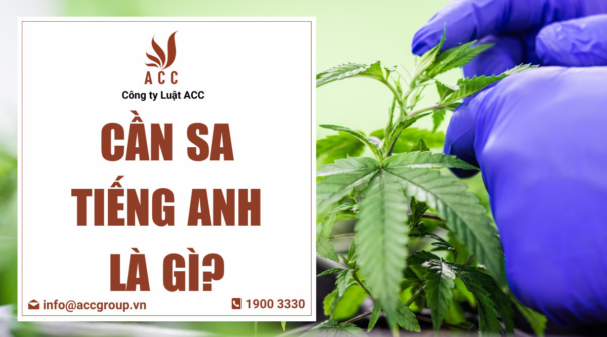 Cần sa tiếng Anh là gì?