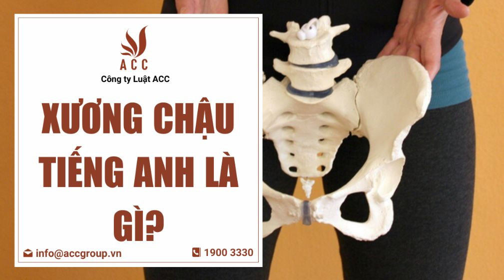 Xương chậu tiếng Anh là gì?