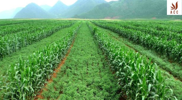 Canh tác xen vụ