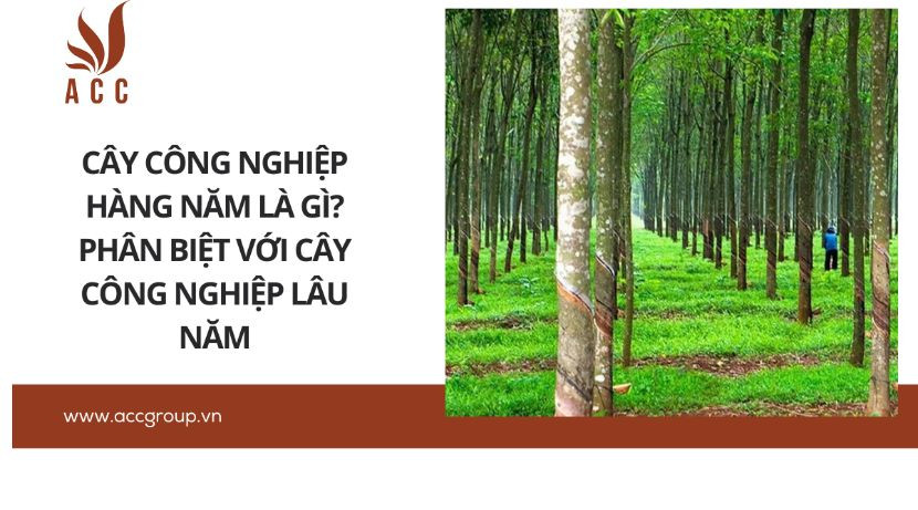 Cây công nghiệp hàng năm là gì? Phân biệt với cây công nghiệp lâu năm