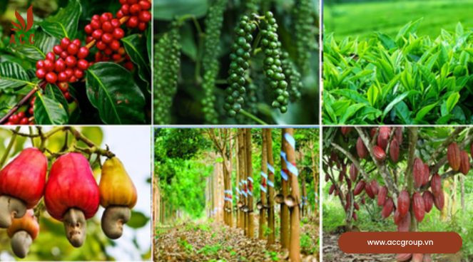 Cây công nghiệp hàng năm ở Việt Nam