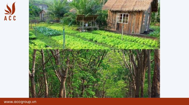 Phân biệt đất vườn và đất trồng cây lâu năm