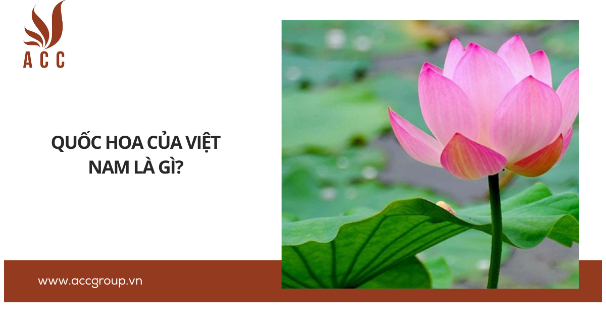 Quốc hoa của việt nam là gì?