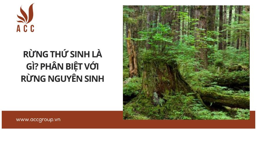 Rừng thứ sinh là gì? Phân biệt với rừng nguyên sinh