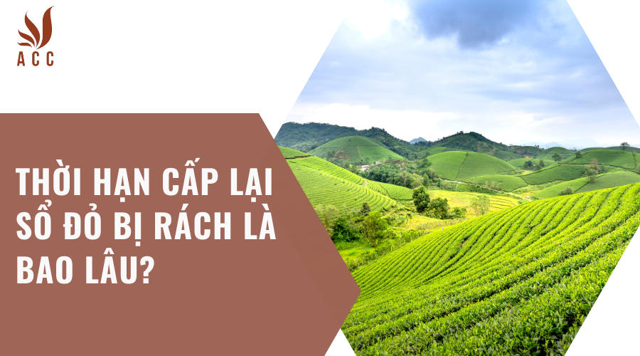 Thời hạn cấp lại sổ đỏ bị rách là bao lâu?