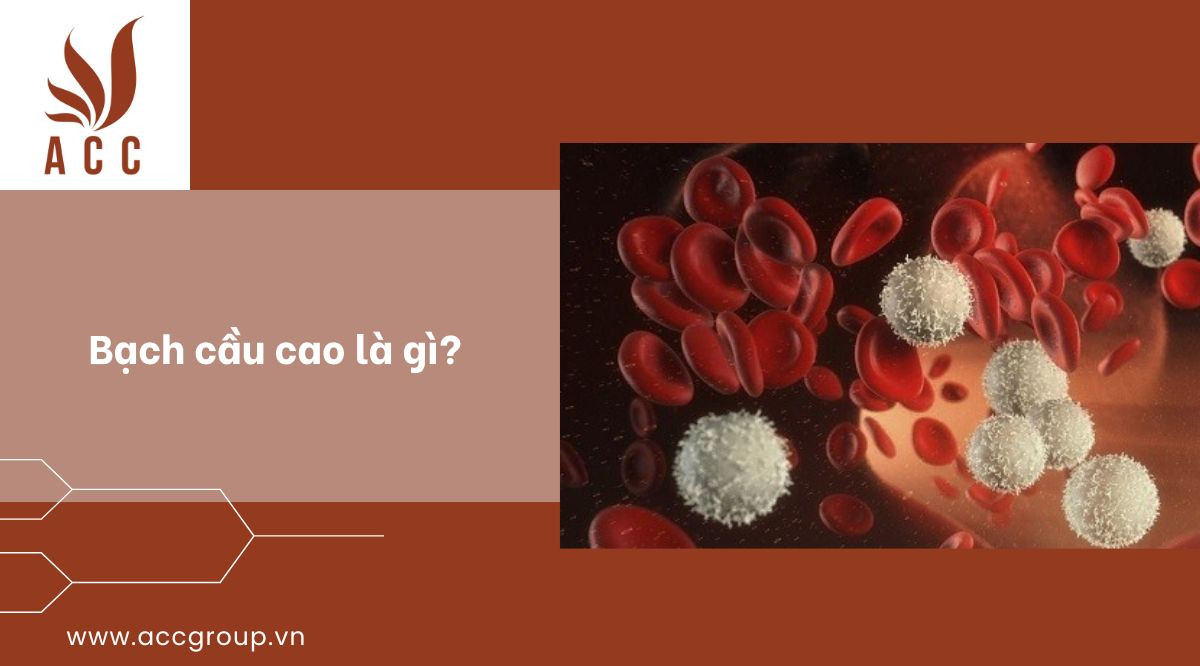Bạch cầu cao là gì?