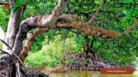 Bảo vệ và phát triển rừng phòng hộ như thế nào?
