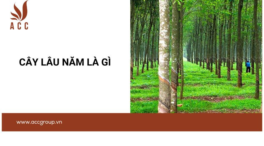 Cây lâu năm là gì?
