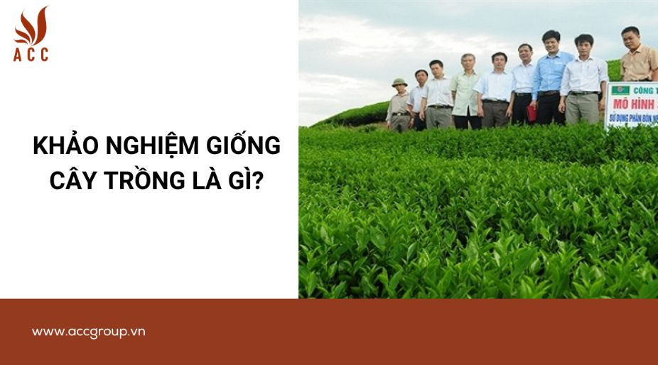 Khảo nghiệm giống cây trồng là gì?