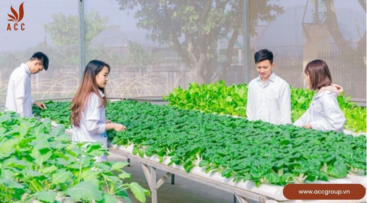 Nguyên tắc làm nông nghiệp công nghệ cao