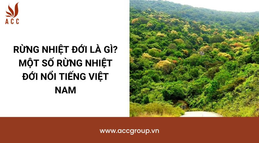 Rừng nhiệt đới là gì? Một số rừng nhiệt đới nổi tiếng Việt Nam