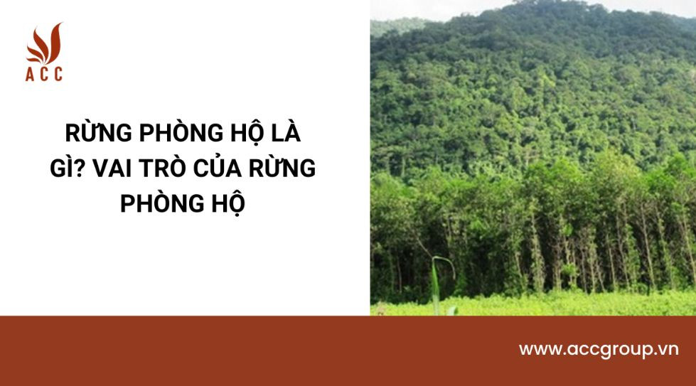 Rừng phòng hộ là gì? Vai trò của rừng phòng hộ