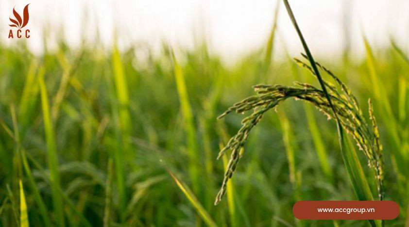 Việc khảo nghiệm giống cây trồng cần đảm bảo những nội dung nào?