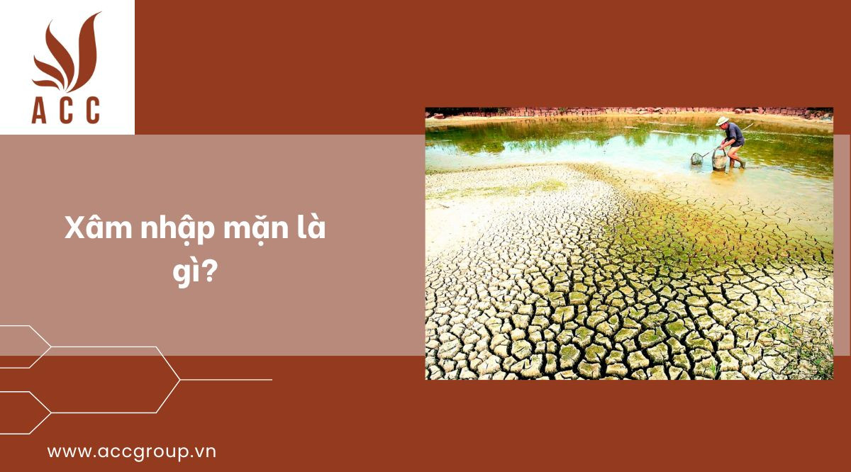 Xâm nhập mặn là gì