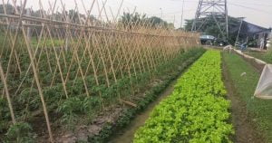 dat-nong-nghiep-tai-TPHCM-co-duoc-phep-tach-thua-300x158
