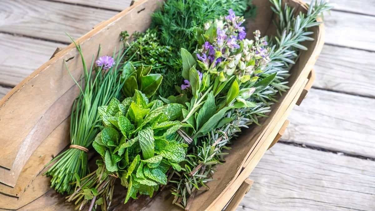 Giấy phép an toàn thực phẩm Rau thơm