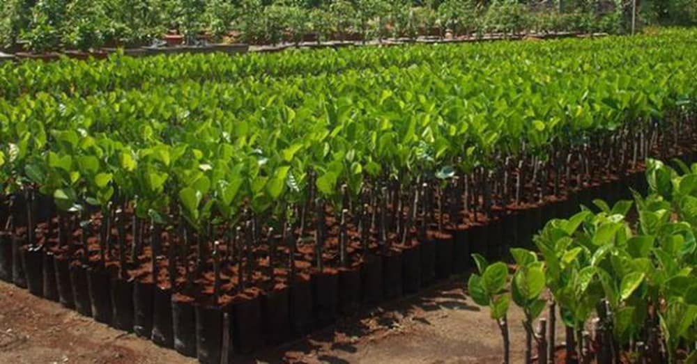 nhap-khau-giong-cay-trong-hien-nay