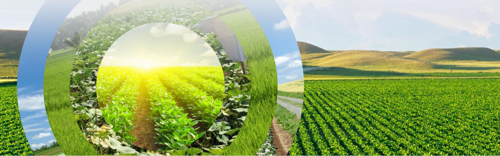 nhap-khau-giong-cay-trong