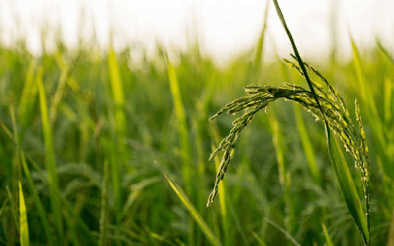 quy-dinh-ve-nhap-khau-giong-cay-trong