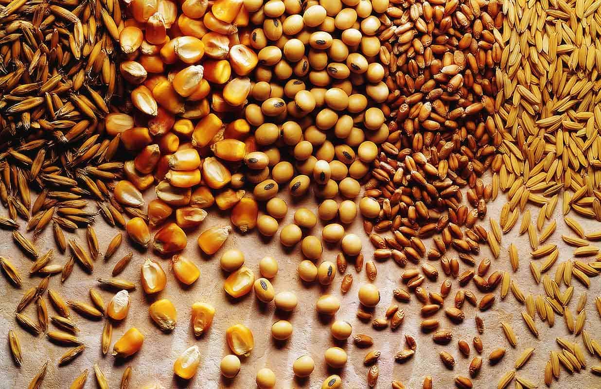 Thủ tục nhập khẩu ngũ cốc - ACC LAW