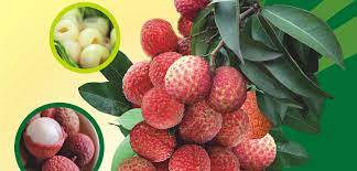 Dang-ky-nhan-hieu-tai-Hai-Duong-Cap-nhat-2022