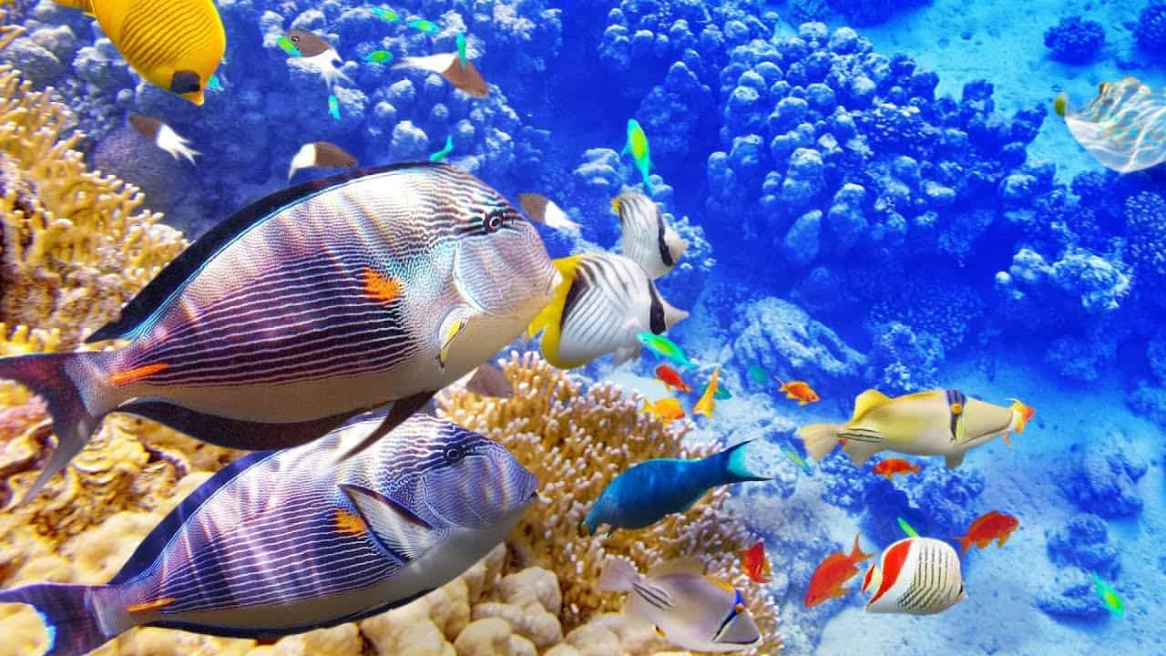 môi trường biển là gì