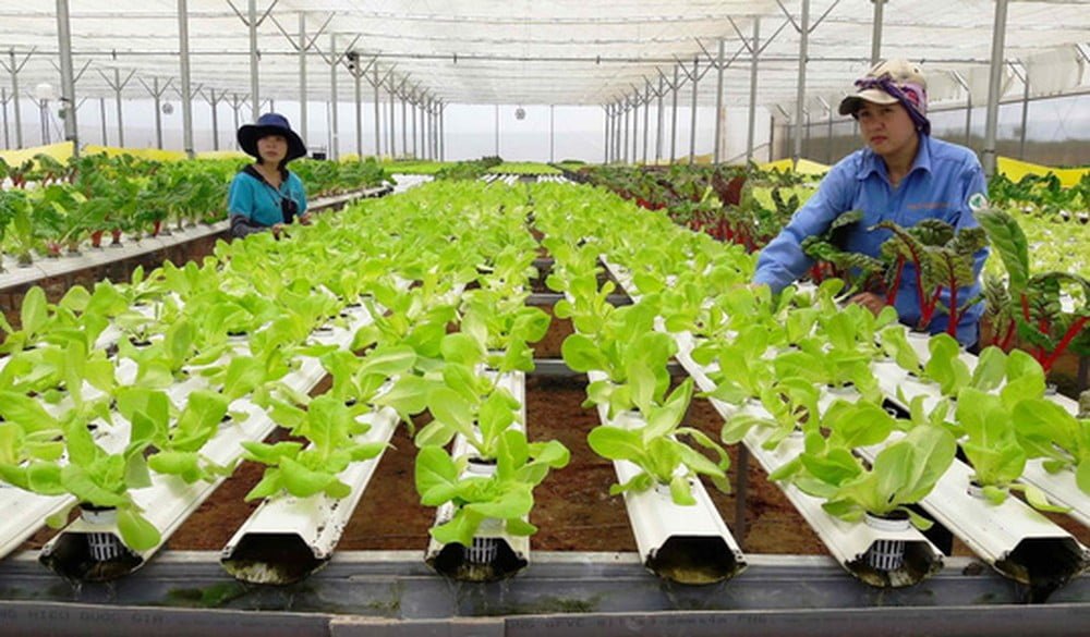 Hợp Tác Xã Là Gì 