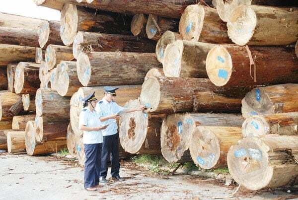 Nhập Khẩu Gỗ