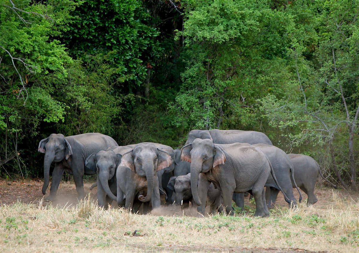 1200px Elephants Are Extremely Protective Of Their Young. At The Sight Of Our Jeep, Adults Surround The Infants. Around 175 Jee Flickr Al Jazeera English