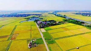 Thuê đất nông nghiệp 