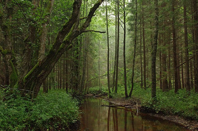640px Tarvasjõgi