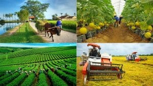 Các Bài Tiểu Luận Xã Hội Học Nông Thôn