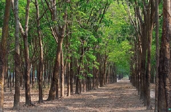 đất Trồng Cây Lâu Năm Có được Thế Chấp