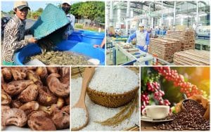 Xuất khẩu nông sản sang EU nắm bắt cơ hội từ EVFTA