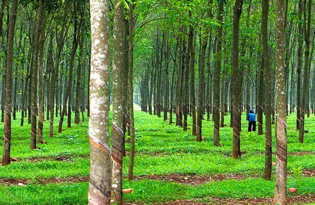 Đất Trồng Cây Lâu Năm Thời Hạn 50 Năm Là Gì [2023]