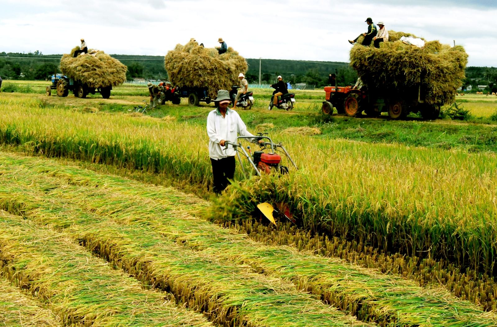 Quy Định Về Miễn Giảm Thuế Sử Dụng Đất Nông Nghiệp Mới Nhất
