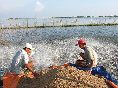 Thức ăn Thủy Sản Có Chịu Thuế Suất Không