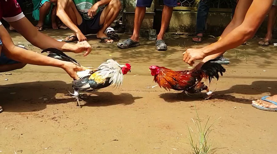 Hành Vi Tổ Chức đá Gà